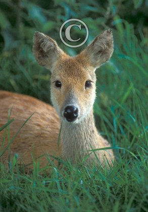 Chinese Water Deer DM0717